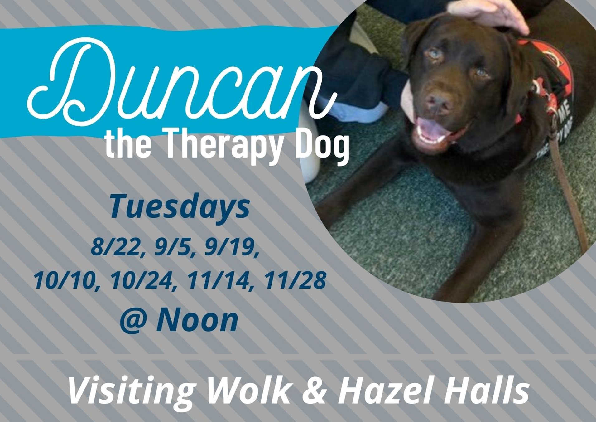 Therapy dog flyer