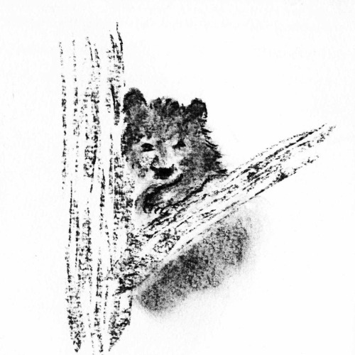 Sketch of bear in tree