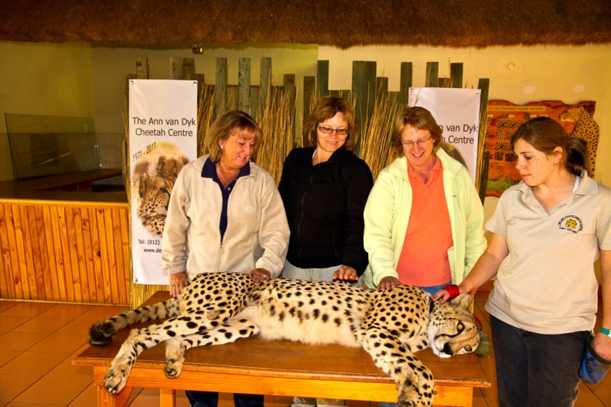 Four people gathered around a cheetah resting on a table at a wildlife conservation center, gently touching the animal while learning from a staff member.